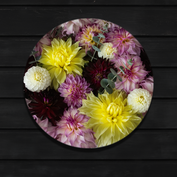 Dahlia Delight
